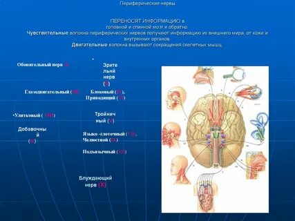 Периферический двигательный нерв