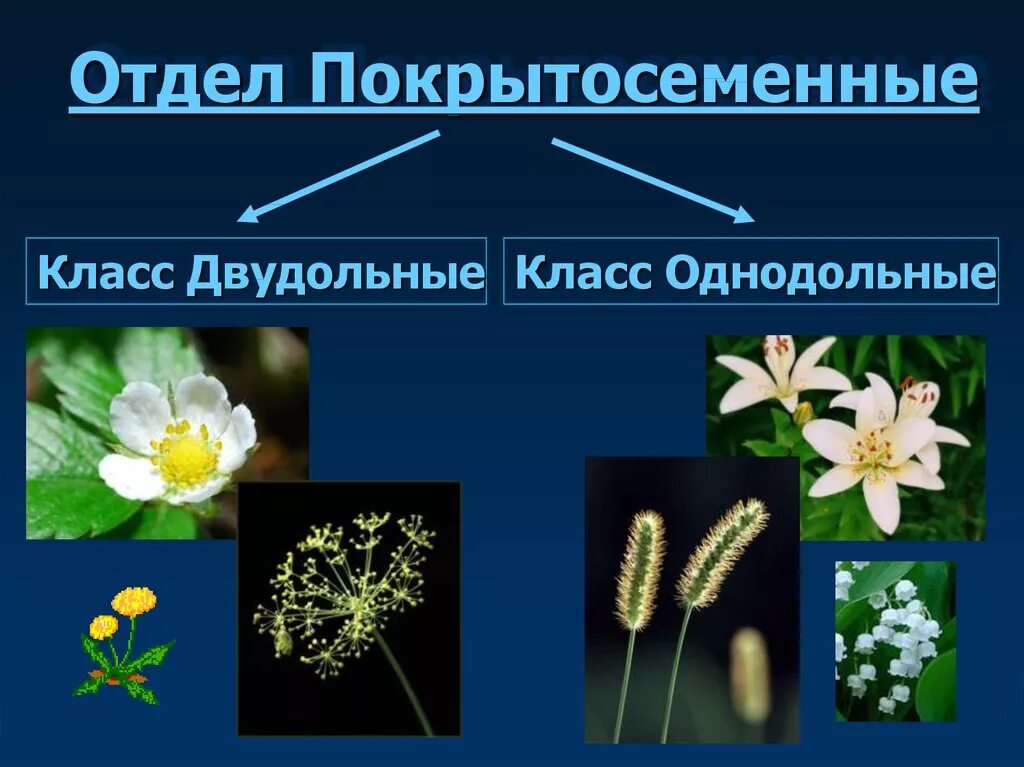 Покрытосеменные Однодольные и двудольные. Однодольные цветковые растения. Двудольные цветковые растения. Покрытосеменные растения класс Однодольные. Покрытосеменные растения относятся к высшим