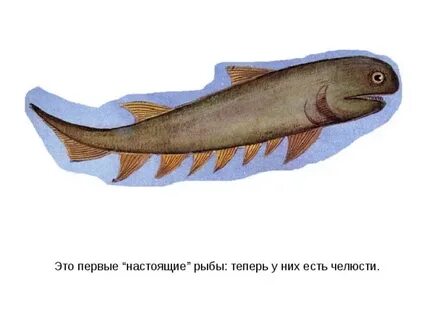 Какими были первые рыбы
