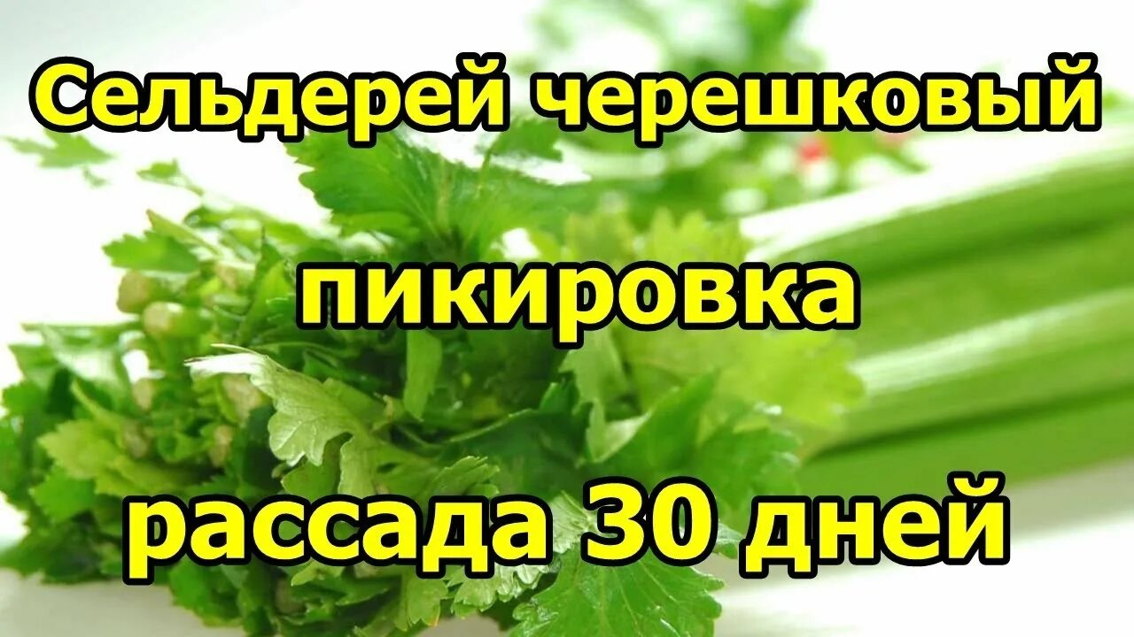 Как пикировать сельдерей черешковый. Сельдерей рассада. Рассада сельдерея листового. Посев корневого сельдерея на рассаду. Рассаде 30 дней.