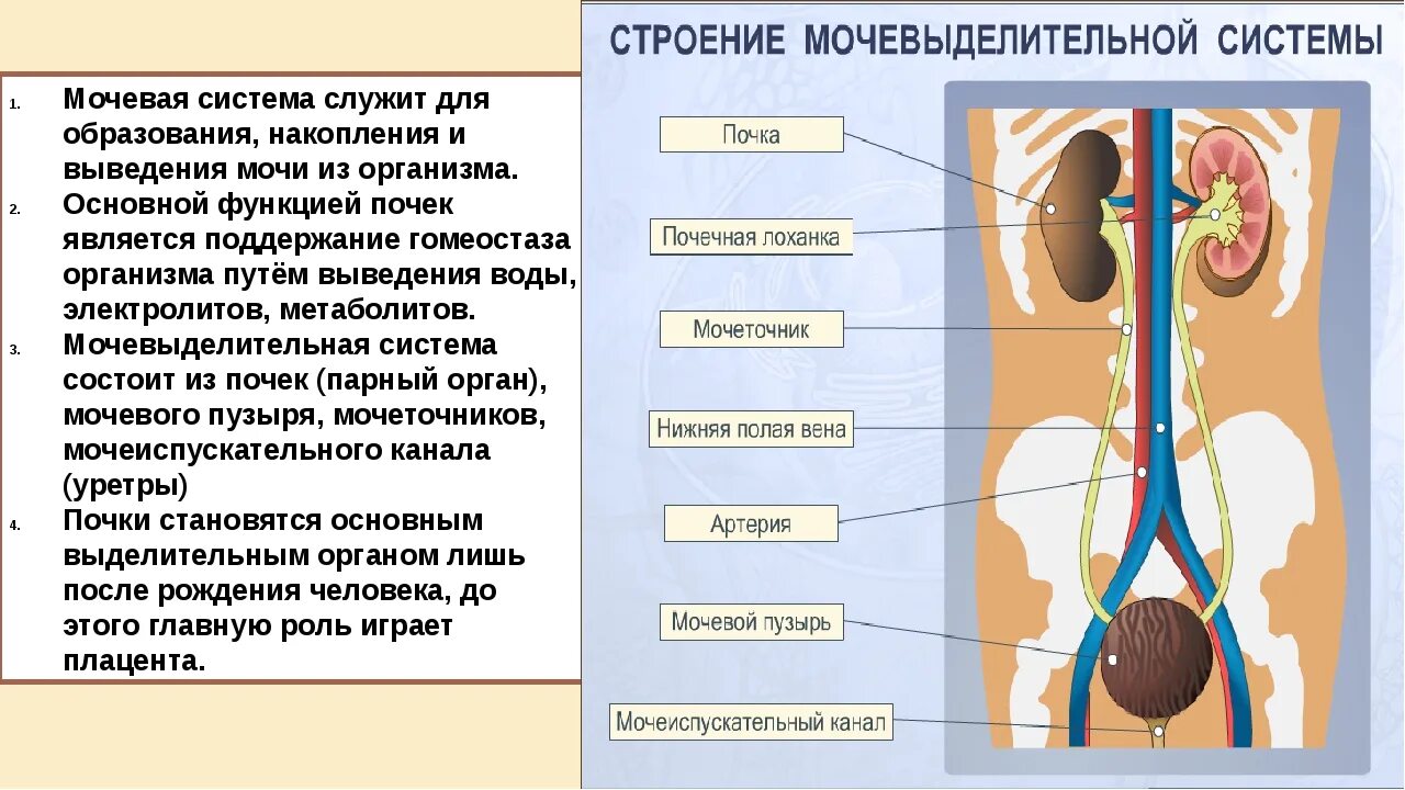 Функции мочеточника и мочевого пузыря. Анатомия органов мочевыделительная система. Функции органов мочевой системы. Мочеполовая система выделительная система. Анатомия мочевыделительной системы строение почки.