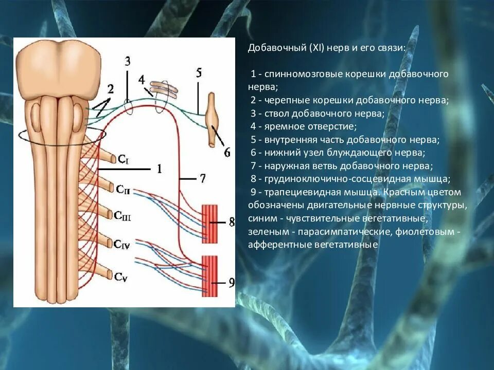 Корешки черепных нервов. 11 Пара черепных нервов добавочный нерв. 11 Пара добавочный нерв ЧМН. Добавочный нерв иннервирует мышцы. 11 Нерв схема пути.
