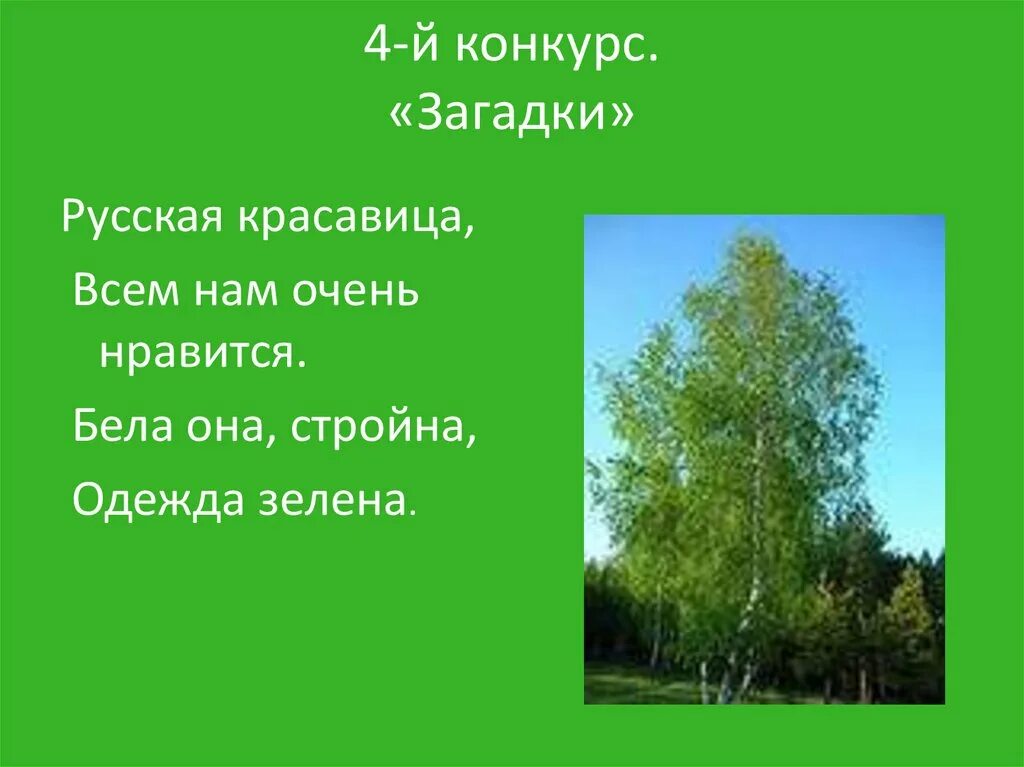 Как пишется березка. Загадка про березу. Загадка про березу для детей. Загадка про березку. Загадки про березу для дошкольников.