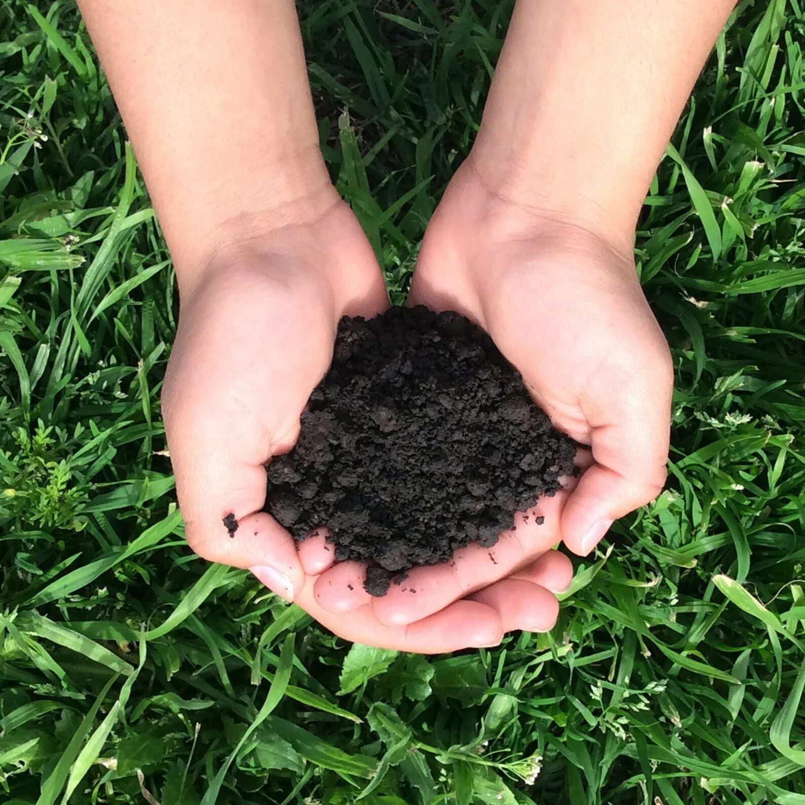 Organic fertilizer. Биочар. organic garden fertiliser 2л. перегной удобрение. удобрение почвы.