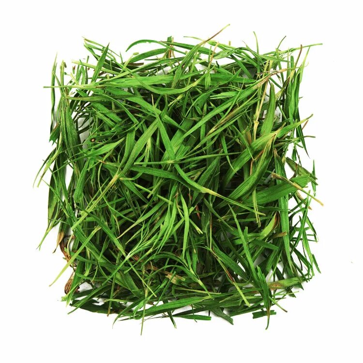 Чай в бамбуке. Чай в бамбуке. Бамбуковый чай. Зеленый чай и бамбук. Бамбуковый чай.