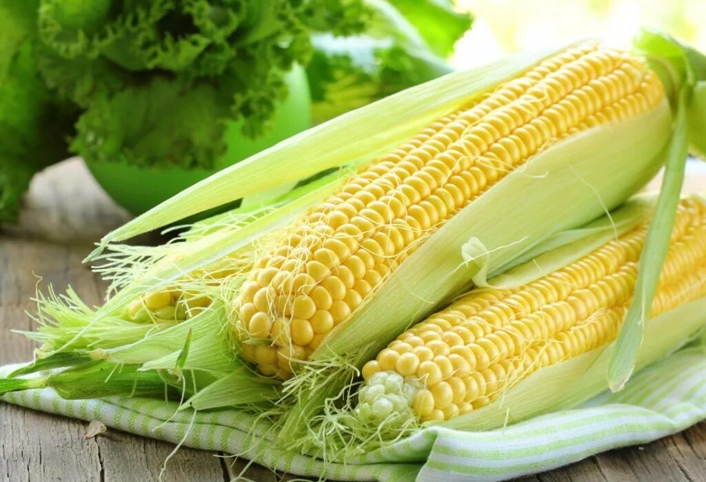 1 початок. Кукуруза Барон f1. Росс 199 МВ кукуруза. Семена кукурузы Росс 140 св f1.