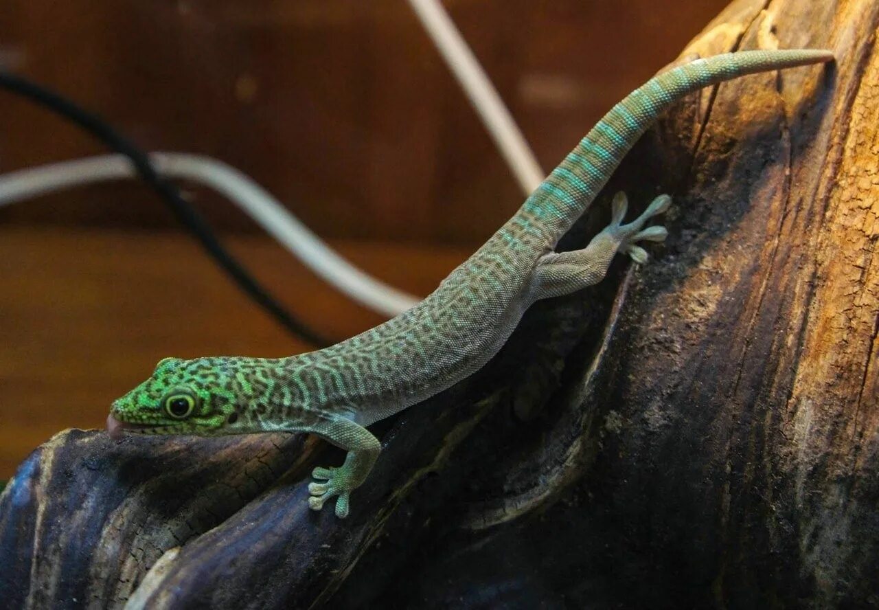 Стоит ящерица. Ящерица фельзума. фельзума голубая. phelsuma standingi. агама ящерица.