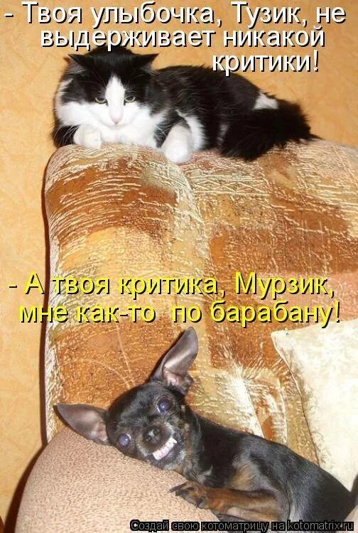 Можно валерьянку собакам
