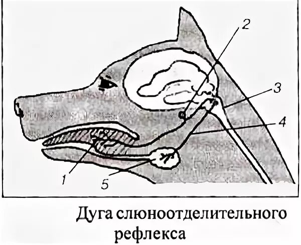 Рефлекс слюноотделения схема. Дуга слюноотделительного рефлекса у собаки. Безусловный слюноотделительный рефлекс. Рефлекторная дуга слюноотделения.