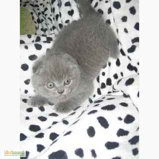 Клички вислоухих котят мальчиков