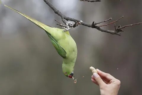 Птицы заняли