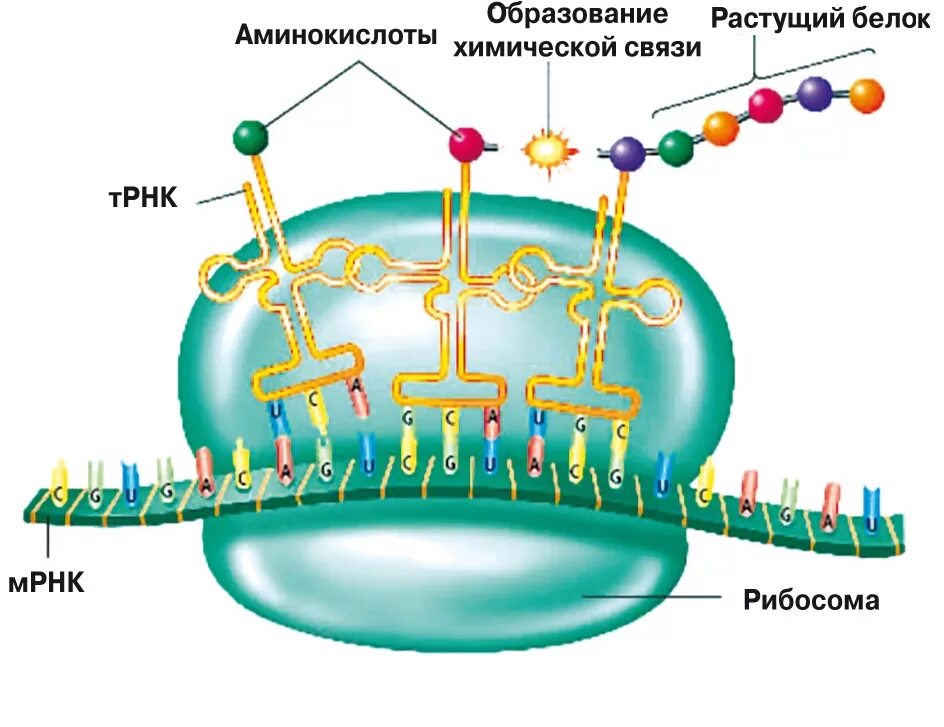 Синтез белка на рибосомах. Биосинтез белка ДНК рибосома РНК. Биосинтез белка на рибосоме.