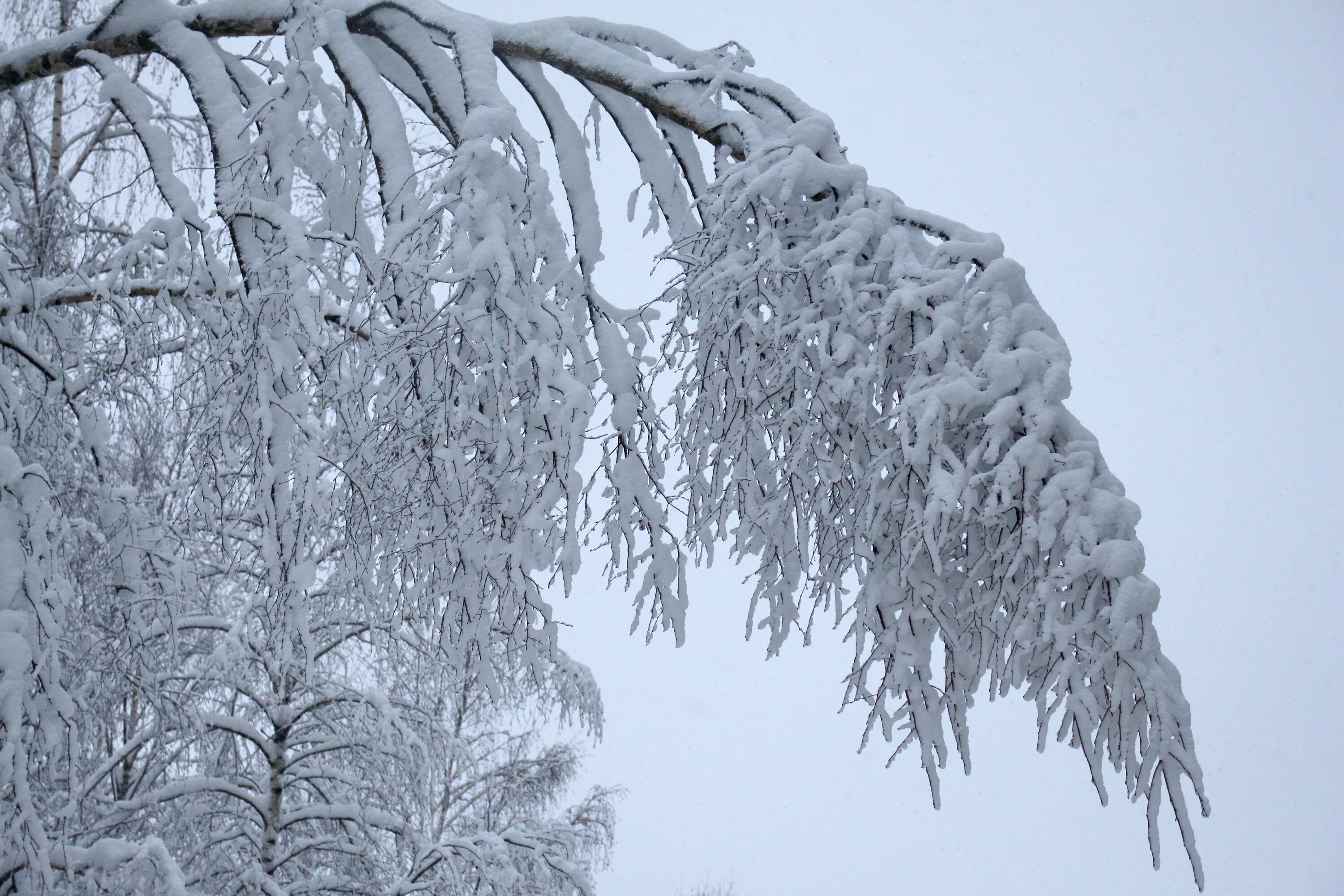 Наклоненная береза. Солнечный зимний день в городе. Гнуть березу. Обледеневшие деревья. Подстриженная береза.