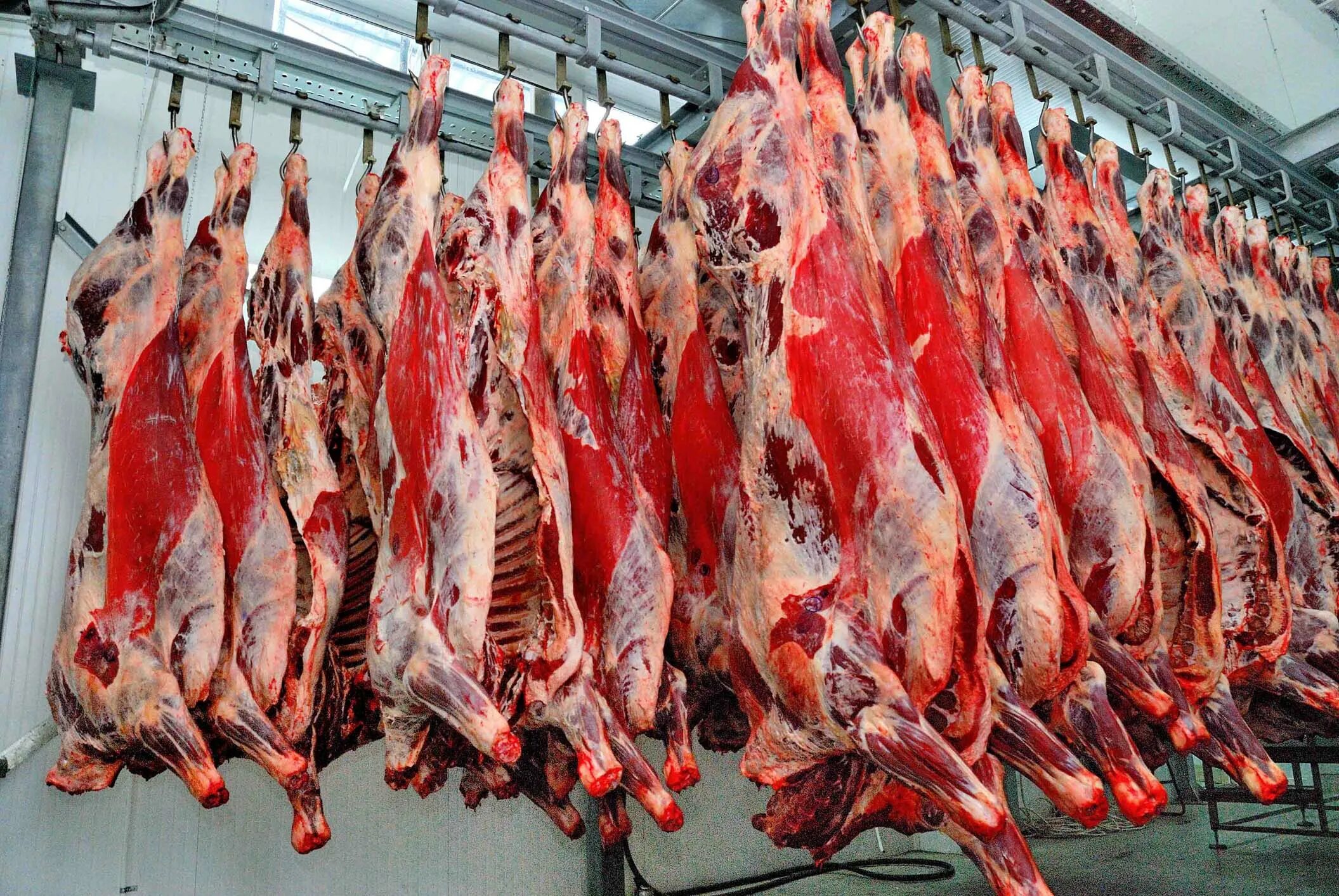 туша крупного рогатого скота