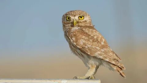 Тейлор Уэйннің суреті