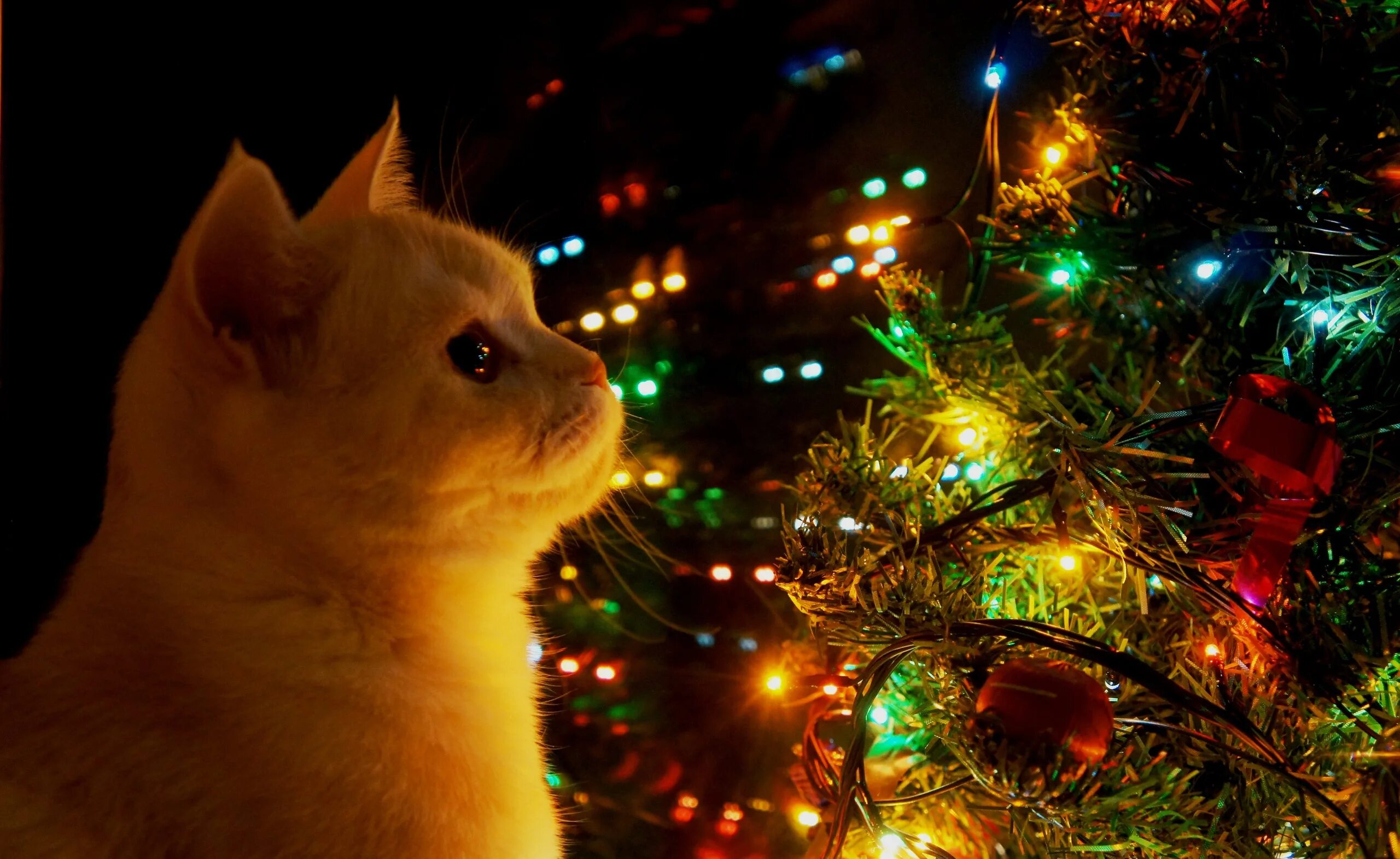 Новый все ближе. Кот и елка. Кот новый год. Новогодние котята. Кот и Новогодняя елка.