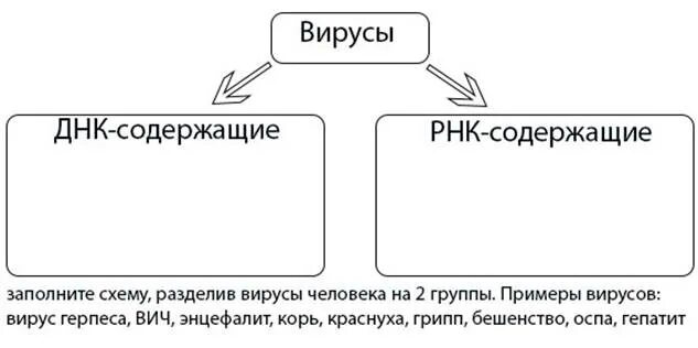 Были разделены на три группы. Вирусы делятся на группы. 3 Группы вирусов по способу паразитирования. Вирусы делят на 2 группы. Заполните схему разделив вирусы человека на 2 группы.