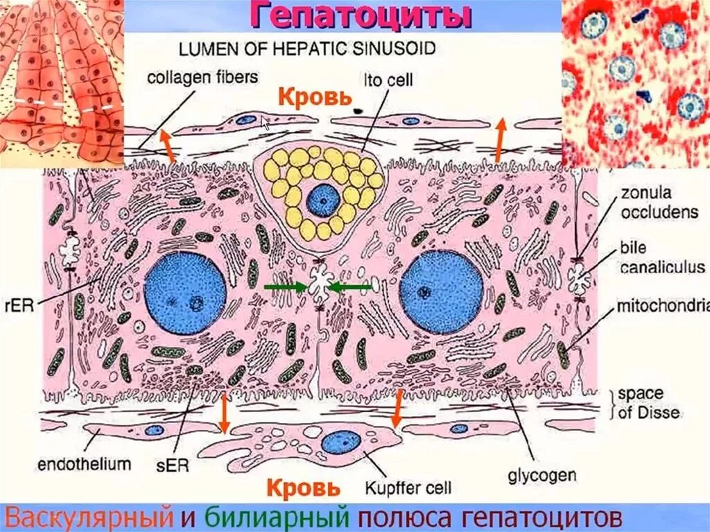 Клетки печени человека. Клетки печени гепатоциты. Гепатоциты печени гистология. Гепатоциты строение гистология. Гепатоцит строение гистология.