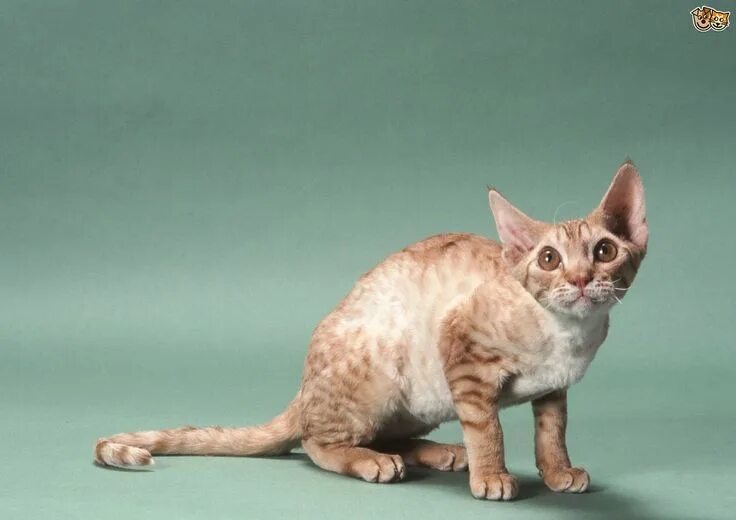 Pin auf German Rex Katzen, Tiere, Tiervideos
