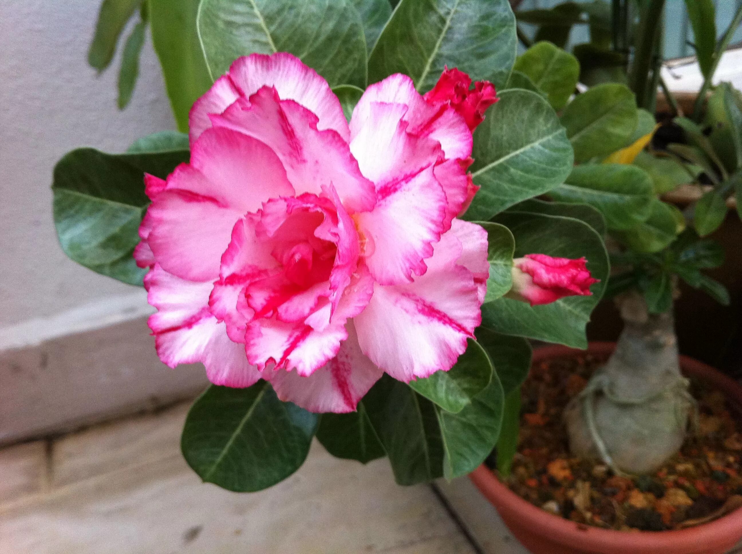 Махровый Адениум (Adenium Sunny) Raritet-plants