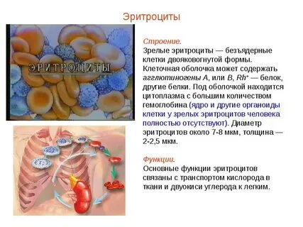 Эритроциты форменные строение
