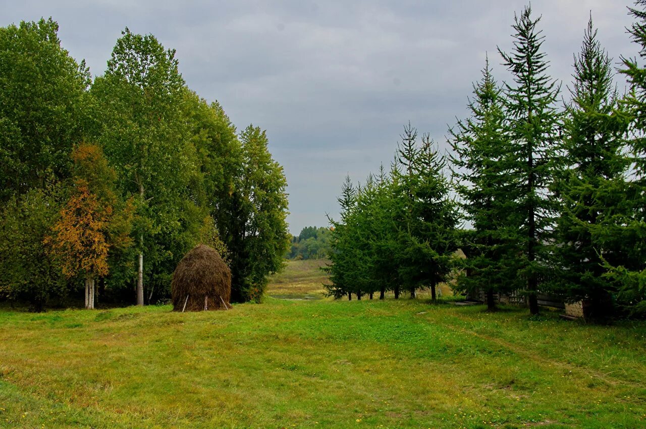 Файл:Quercus robur JPG (d1).jpg - Вікіпедыя