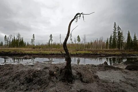 нефть лес