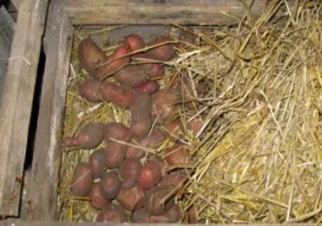 Хранение клубней картофеля