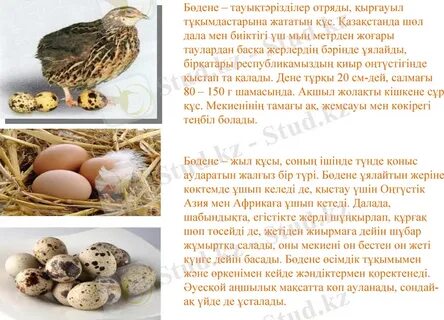 Елена Берковамен секс видео