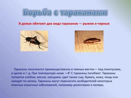 Способы борьбы с тараканами