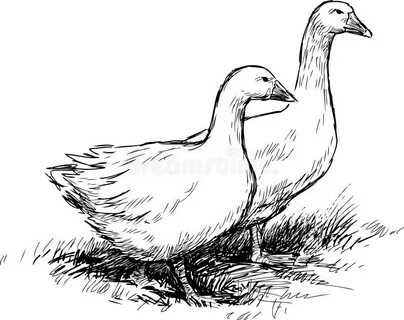 Нарисовать 2 гуся