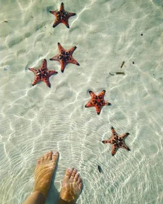 Быть твоей звездой вьетнам. Пляж со звездами Фукуок. Фукуок пляж с морскими звездами. Вьетнам морские звезды. Морская звезда за стеклом.