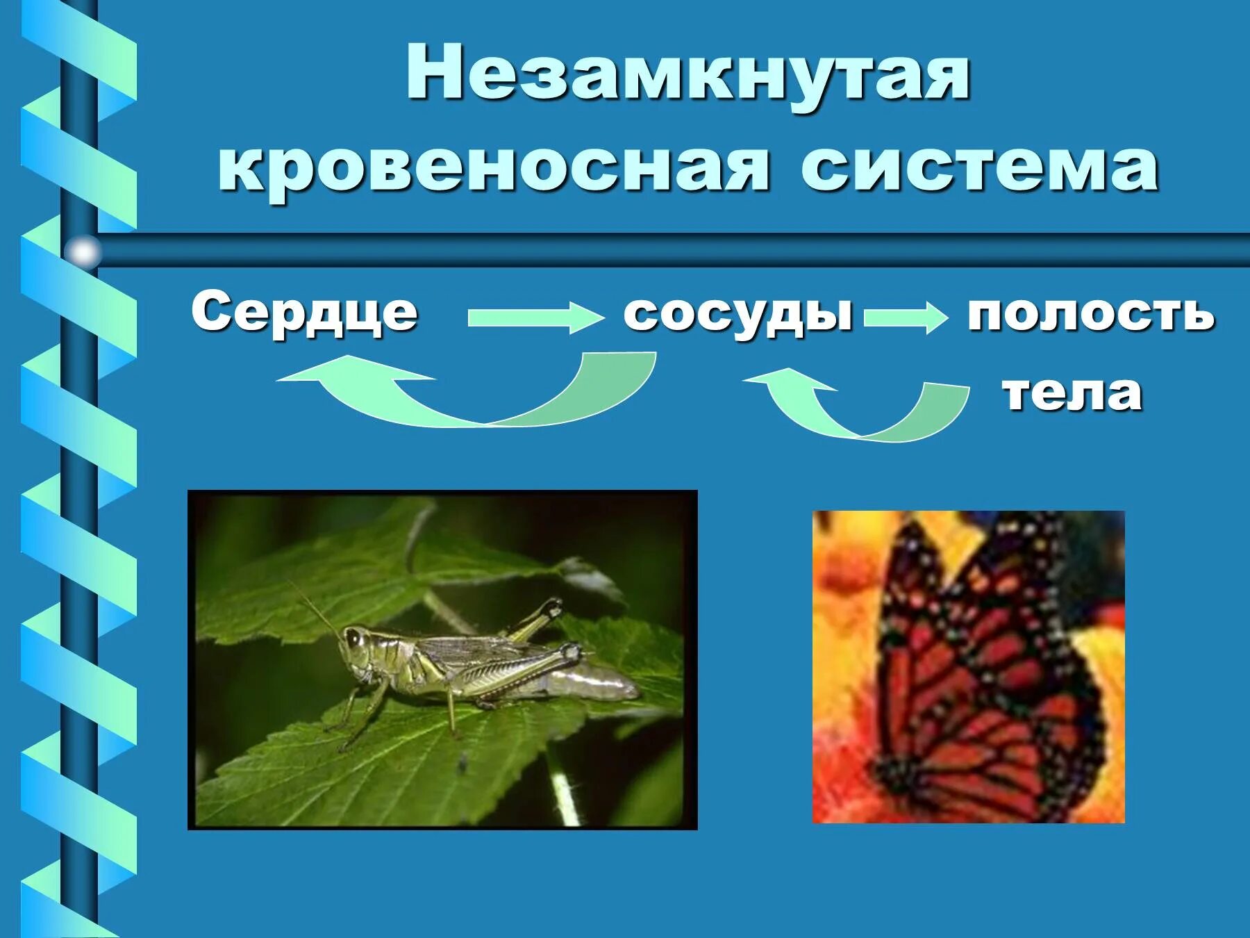 Не замкнутая кровеносная система у. Незамкнутач кррвеномевя система. Не замкнутая кровеноская система. Тип кровеносной системы замкнутая и незамкнутая.