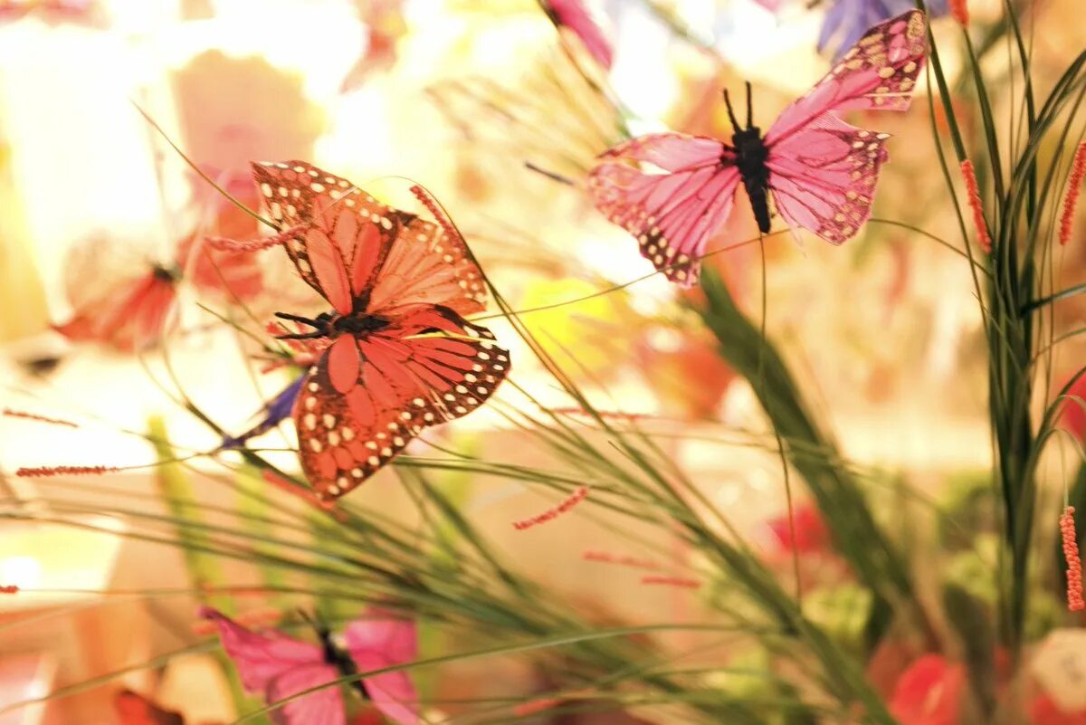 Лето бабочки. Нежные бабочки. Бабочка в лучах солнца. Много бабочек. 2 летающие бабочки