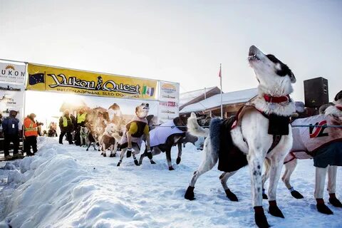 Sled race