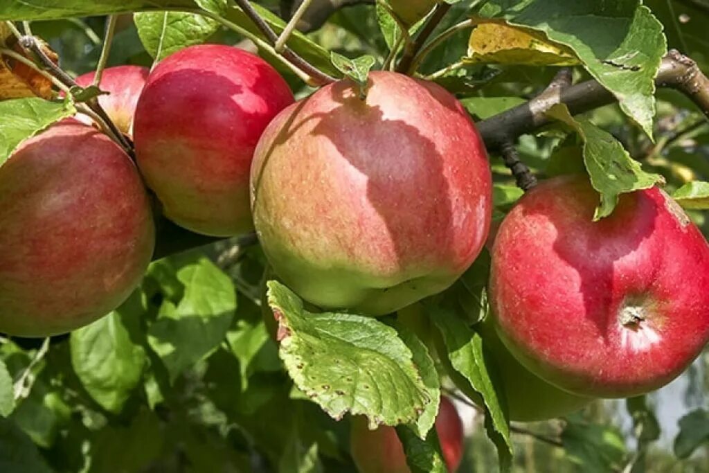 Сочные сорта яблок. Яблоня карликовая сорт Мазунина Ковровое. Яблоня осенняя Жигулевское.