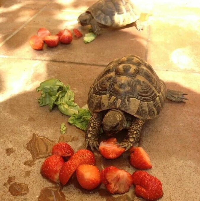 Turtle turtle fruit