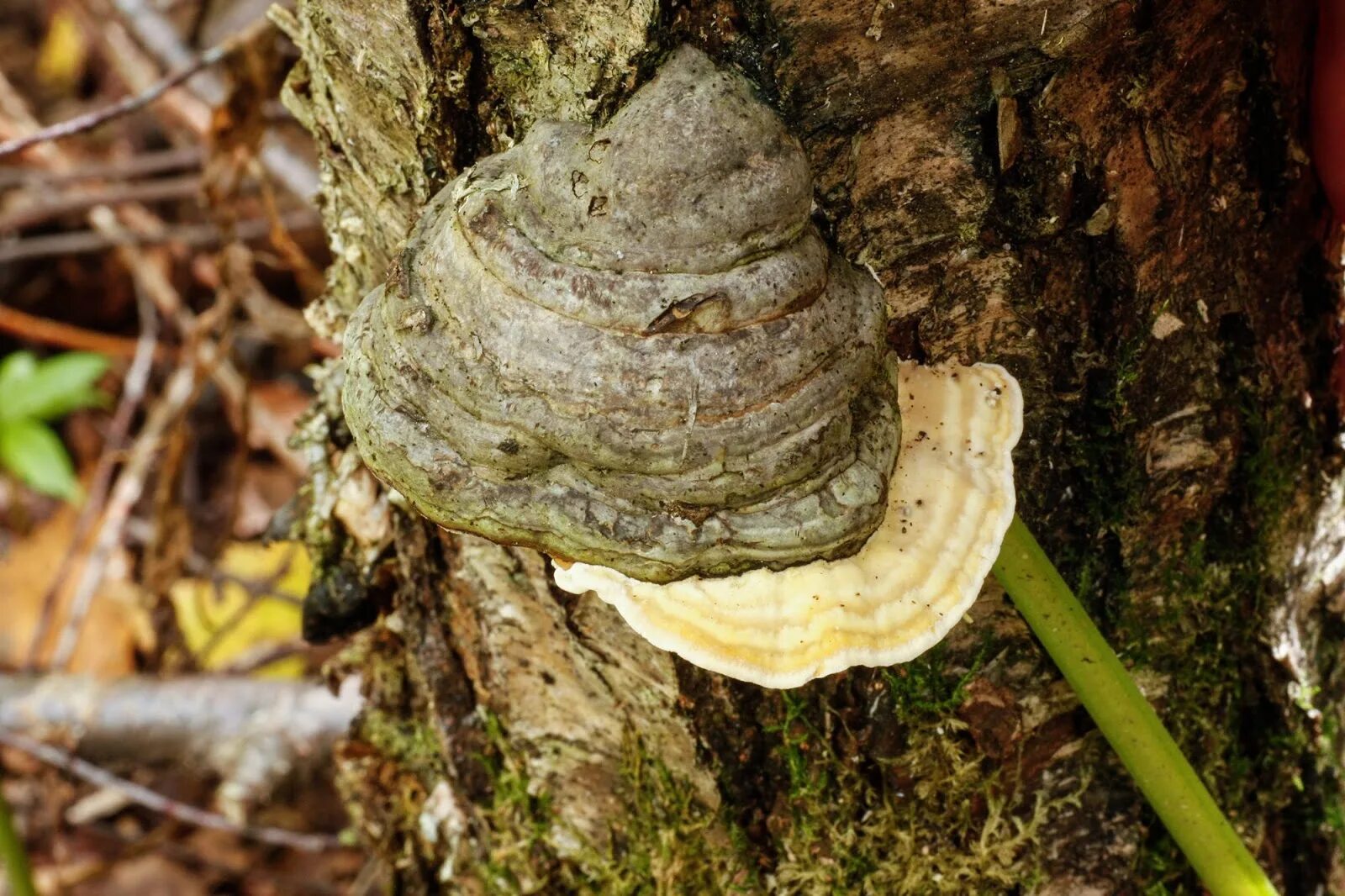 Трутовиком в природе. Трутовик Гартига. Трутовик Гартига Phellinus hartigii. Кленовый трутовик Oxyporus populinus. 12. Трутовик Гартига.