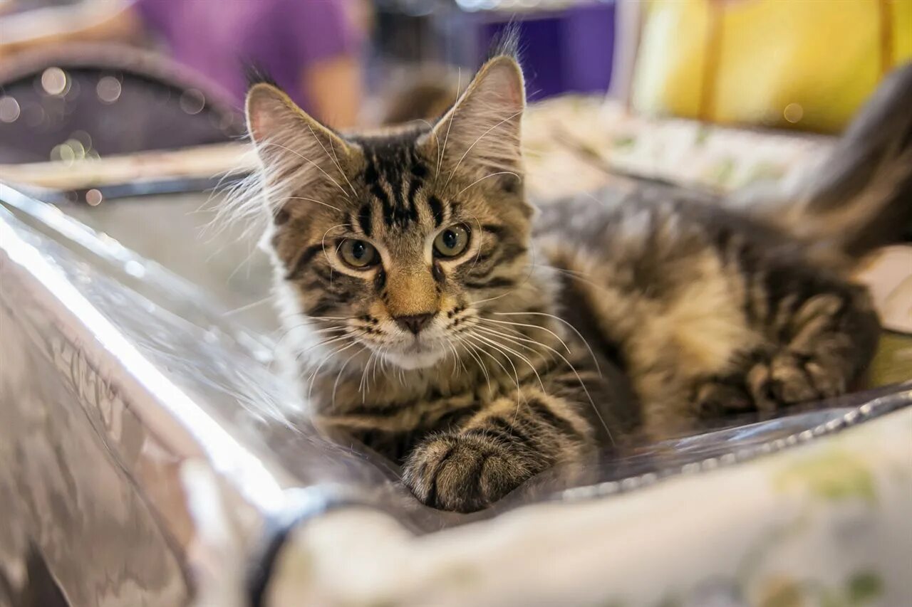 Spring cat show. Выставка кошек в Сокольниках. Коты в России. Лучший кот России. Выставка кошек 2023 года в Сокольниках.