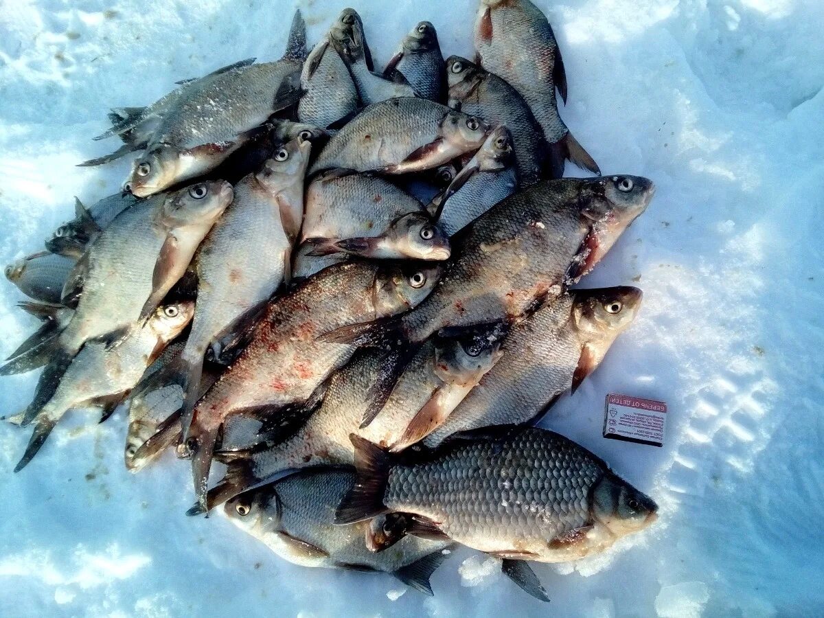 Улов зимой. Плотва 1.5 кг. Улов рыбы. Зимний улов рыбы. Зимняя рыбалка улов.