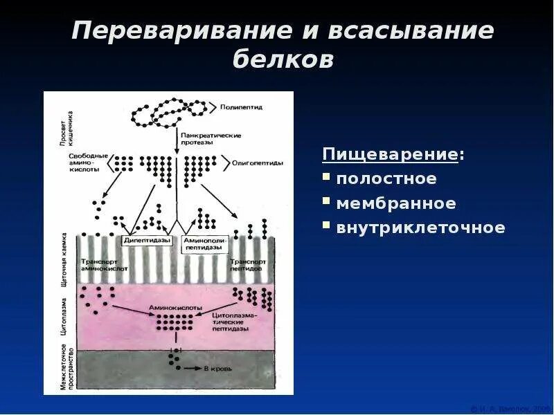 Где переваривание белков. Переваривание и всасывание белков. Процесс всасывания белков. Механизм всасывания белков. Всасывание белков происходит в.