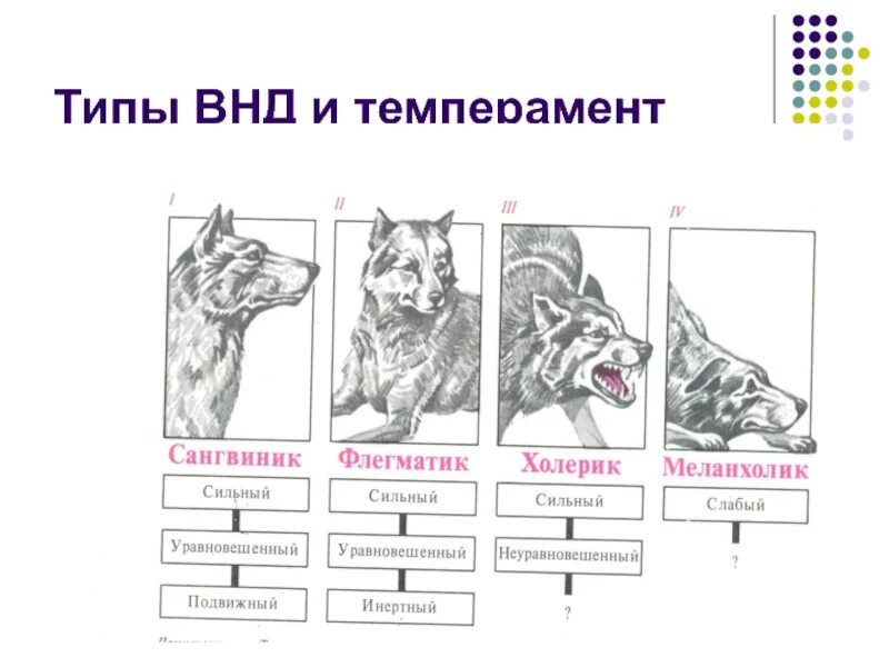 Типы внд по павлову типы темперамента. Типы высшей нервной деятельности внд. типы внд по павлову схема. типы внд и темперамент. типы высшей нервной деятельности схема.
