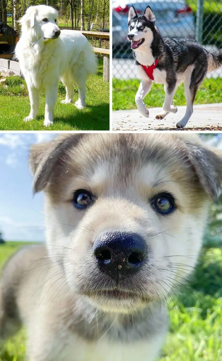 корги далматин. метис собака. смешанные породы. смешанные породы. помесь корги и далматинца.