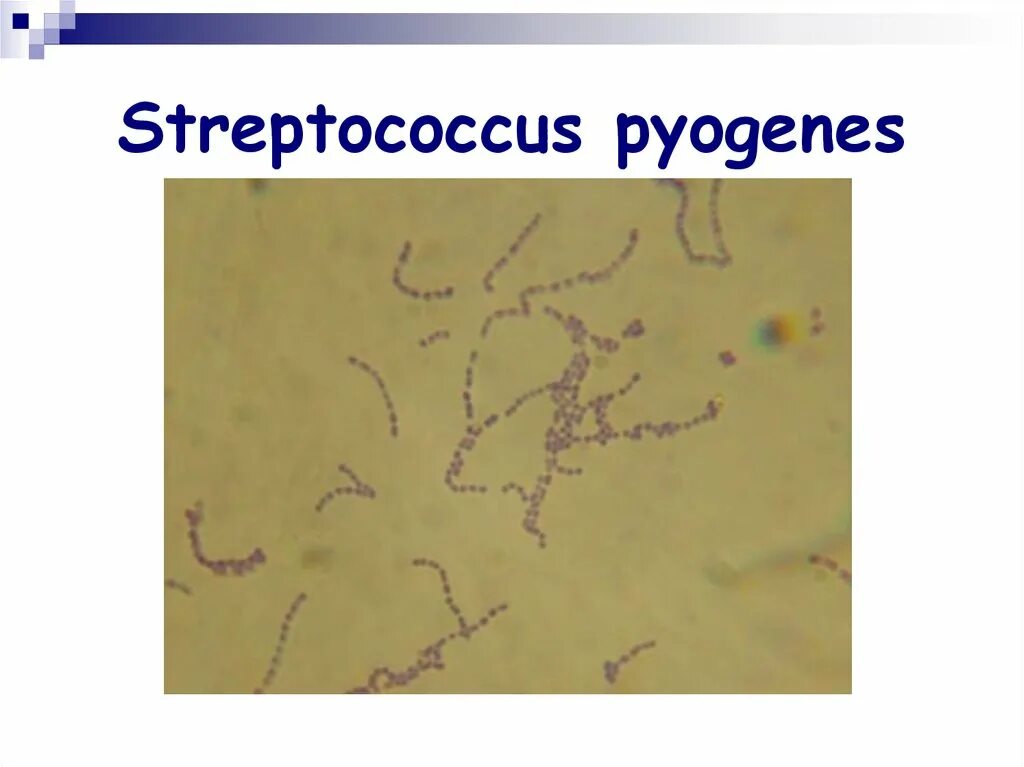 Стрептококки представители. Стрептококк пентогенус. Стрептококк пиогенес (Streptococcus pyogenes.