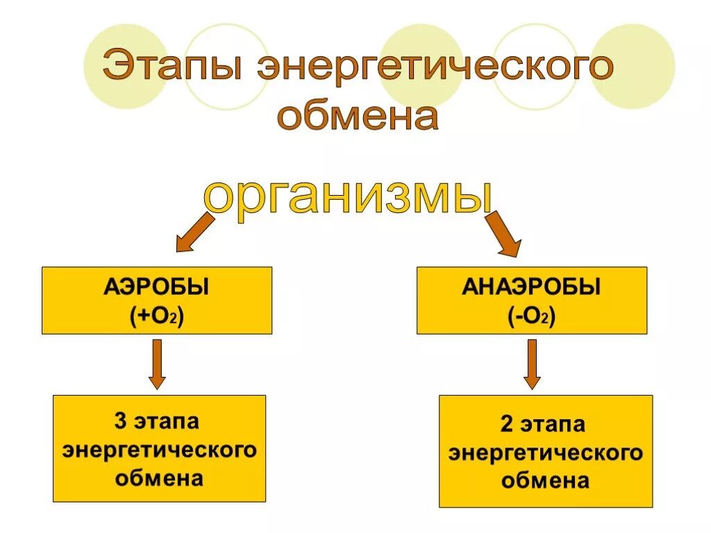 Метаболизм этапы энергетического обмена. Этапы энергетического обмена у анаэробов. Этапы энергетического обмена у аэробных организмов. Энергетический обмен э апы.