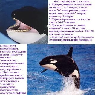 К какой группе животных относятся кит дельфин