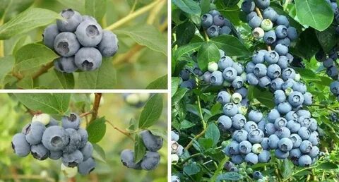 Какой сорт голубики лучше посадить