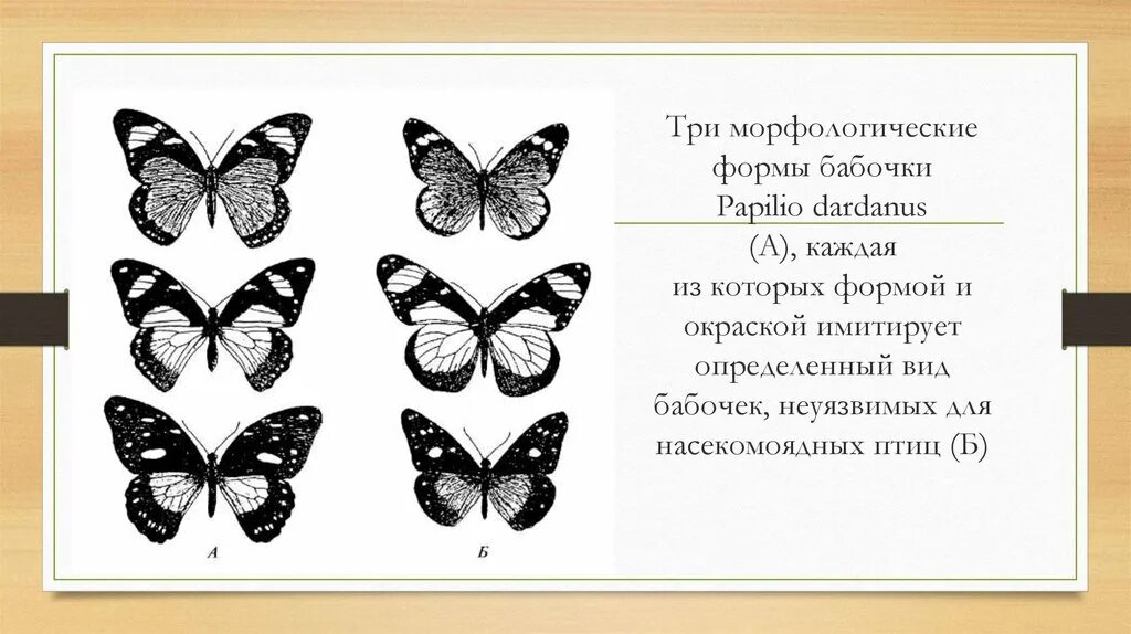 Морфологические изменения бабочек. Примеры бабочек. Параллелизм бабочки. В чем сходство и различие бабочек