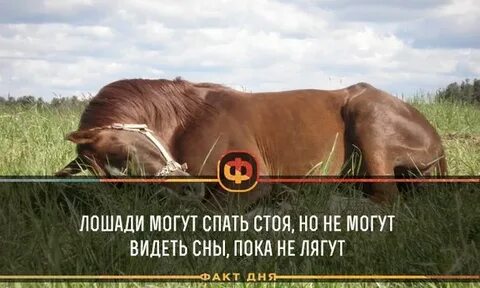 Стой спи