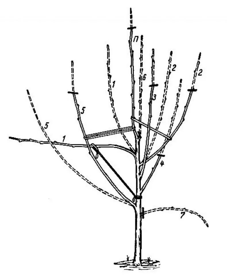 Обрезка плодовых деревьев в подмосковье сроки. Формировка кроны яблони. Формировка саженца яблони. Чашевидная формировка яблони. Крона яблонь формировка.